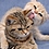 Ahmed_Brown